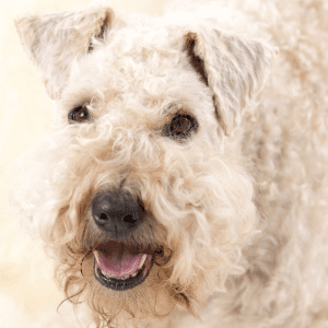 Soft-Coated Wheaten Terrier