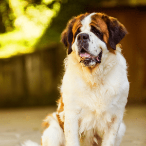 Saint Bernard