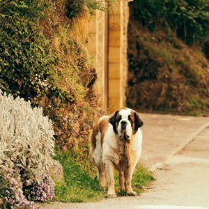 Saint Bernard
