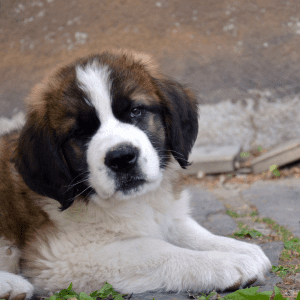 Saint Bernard