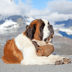 Saint Bernard