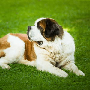 Saint Bernard