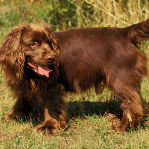 Sussex Spaniel