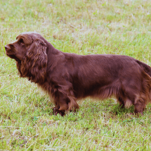 Sussex Spaniel