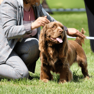 Sussex Spaniel