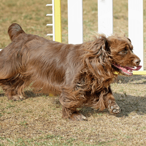 Sussex Spaniel