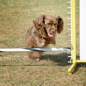 Sussex Spaniel