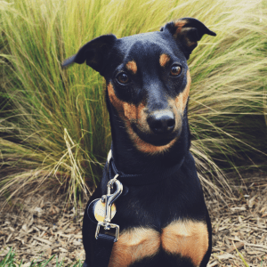 Toy Manchester Terrier
