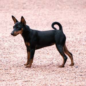 Toy Manchester Terrier