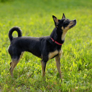Toy Manchester Terrier