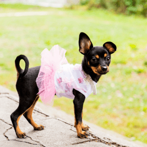 Toy Manchester Terrier
