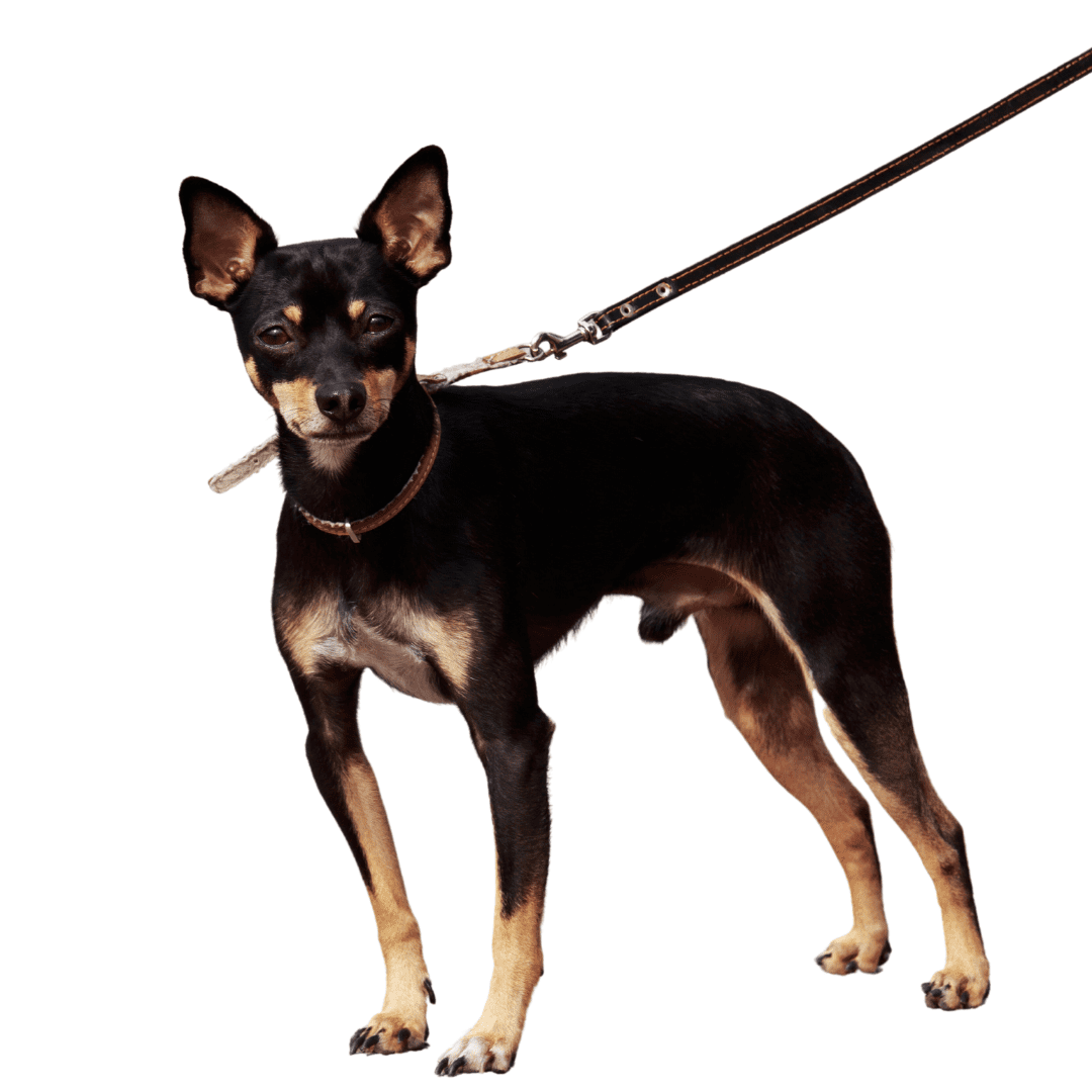 Toy Manchester Terrier