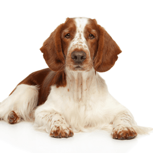 Welsh Springer Spaniel