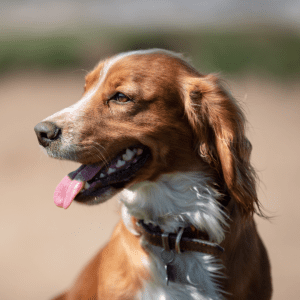 Welsh Springer Spaniel