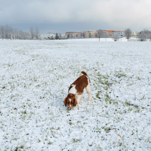 Welsh Springer Spaniel