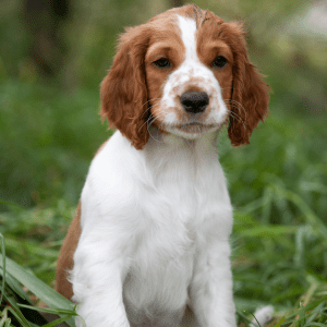 Welsh Springer Spaniel
