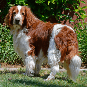 Welsh Springer Spaniel