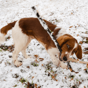 Welsh Springer Spaniel