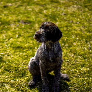 Wirehaired Pointing Griffon