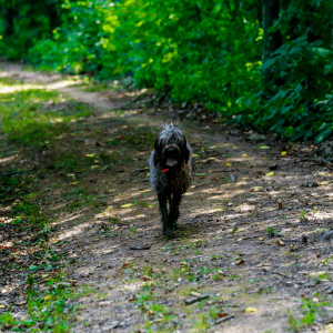 Wirehaired Pointing Griffon