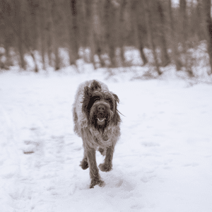 Wirehaired Pointing Griffon