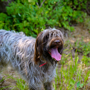 Wirehaired Pointing Griffon