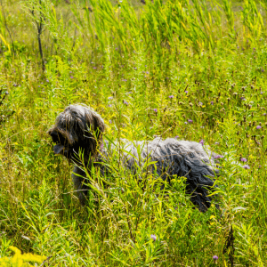 Wirehaired Pointing Griffon