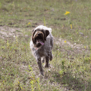 Wirehaired Pointing Griffon