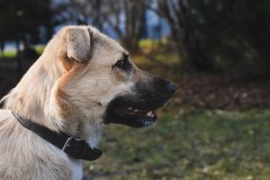 Anatolian Shepherd Dog