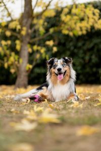 Australian Shepherd