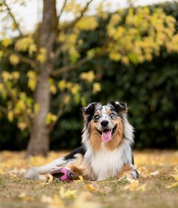 Australian Shepherd
