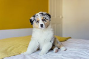 Australian Shepherd