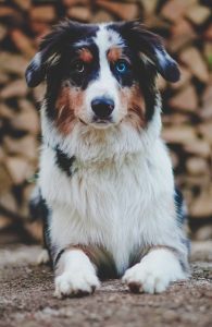 Australian Shepherd