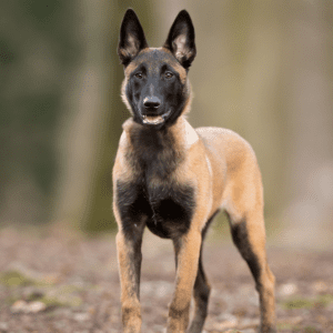 Belgian Malinois