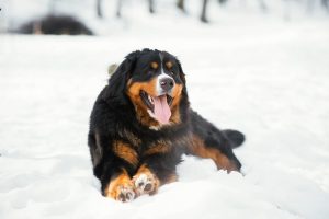 Bernese Mountain Dog
