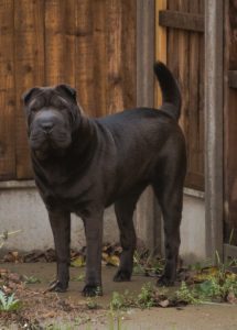 Chinese Shar-Pei