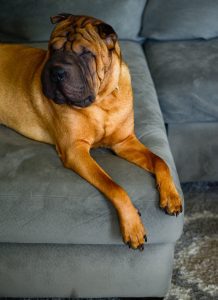 Chinese Shar-Pei