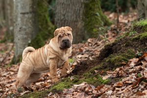 Chinese Shar-Pei