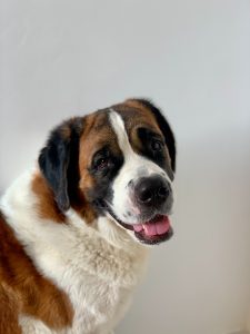 Saint Bernard