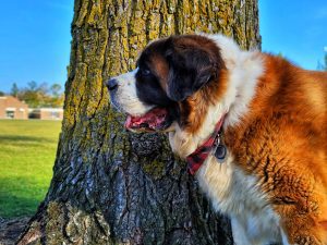 Saint Bernard