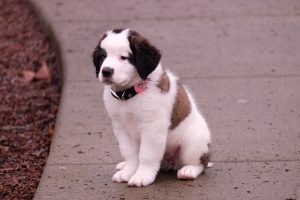 Saint Bernard