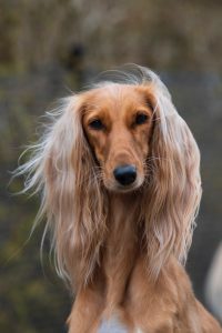 Saluki