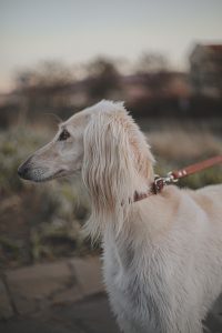 Saluki