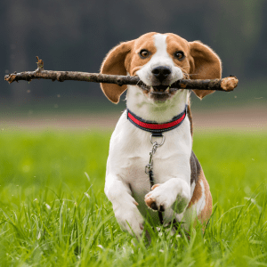 How to Choose the Right Dog Breed