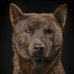 Kai Ken Dog