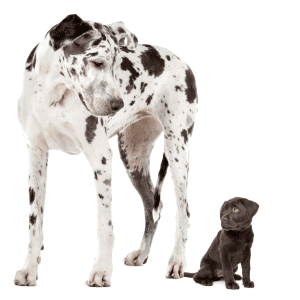 How to Choose the Right Dog Breed