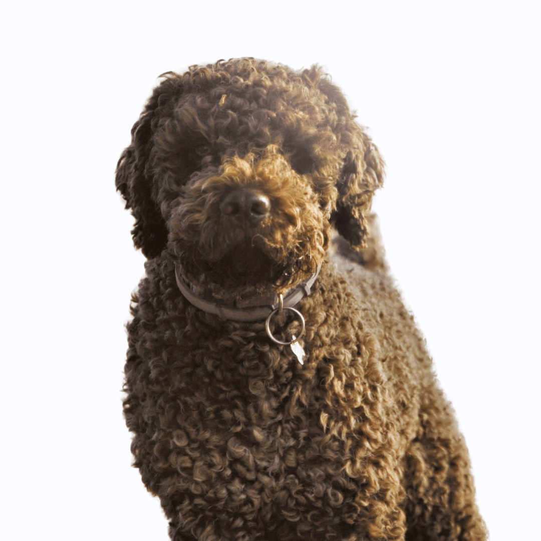 Lagotto Romagnolo