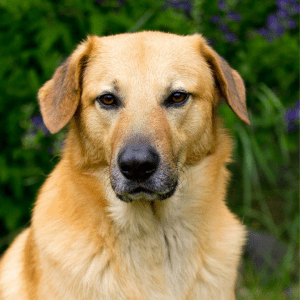 Chinook Dog