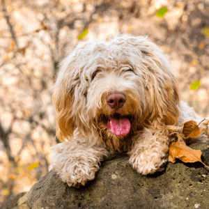 Lagotto Romagnolo