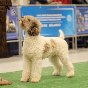 Lagotto Romagnolo